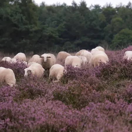 Oud-zilven Bed & Breakfast Loenen