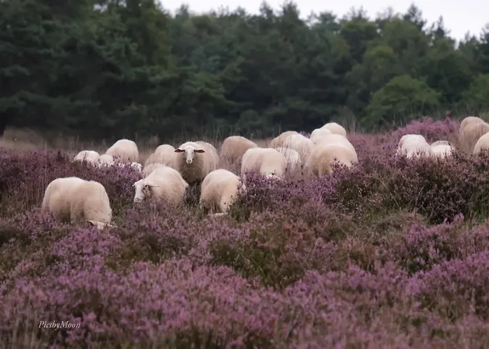 Oud-zilven Bed & Breakfast Loenen