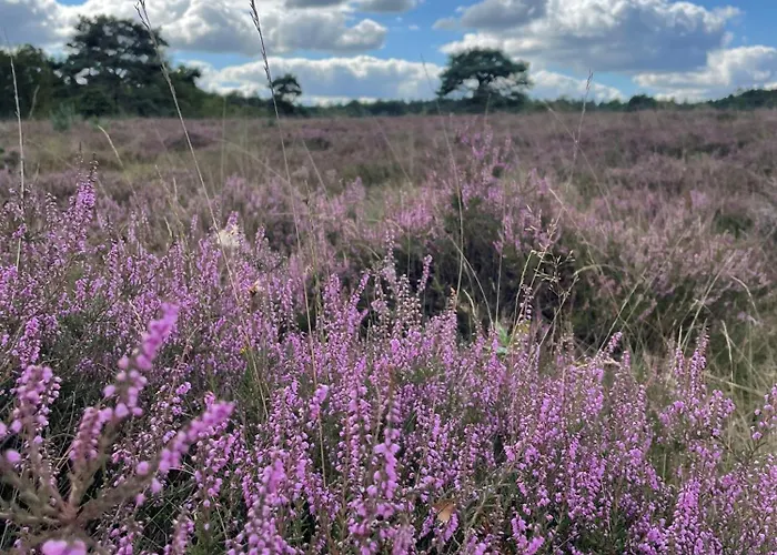 Oud-zilven Bed & Breakfast *